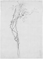 John Singer Sargent Rose Branch Study For Carnation Lily Lily