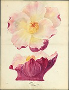 Design drawing of magnolia blossom of floral capital from loggia, Laurelton Hall