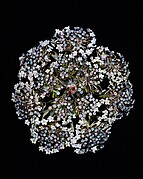 Queen Anne's Lace Hair Ornament
