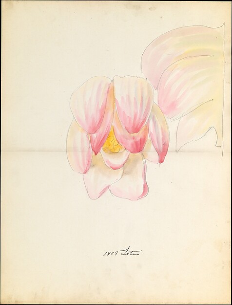Design drawing of of lotus blossom of floral capital from loggia, Laurelton Hall