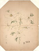Drawing of Magnolia Vase with Enameling Notations (?)