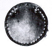 Disk ornament