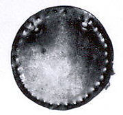 Disk ornament