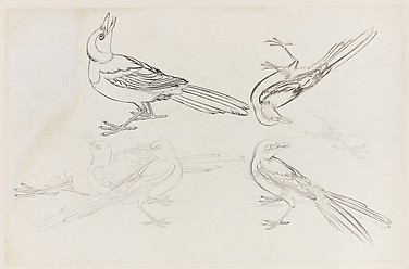Birds
