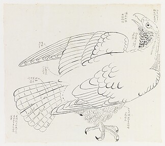 Hawk