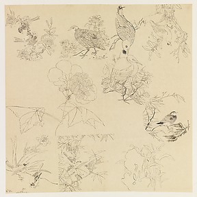 Plants, Flowers, and Birds