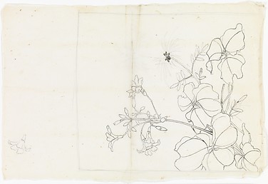 Flowering Plant