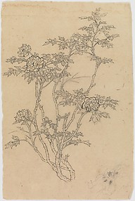 Flower Studies