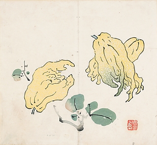 Buddha’s Hand Fruits, after Gao You (active first half of the 17th century) Leaf from the Ten Bamboo Studio Collection of Calligraphy and Painting

