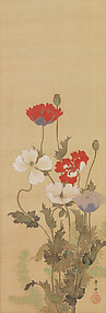 Poppies