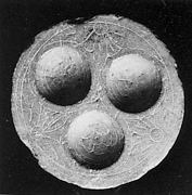 Dish with Three Bowl-Shaped Receptacles