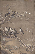 Collared Crows on Winter Prunus