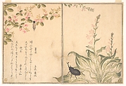 Bag-Worm and Horned Beetle (Minomushi and Kabutomushi), from Picture Book of Selected Insects with Crazy Poems (Ehon Mushi Erabi)