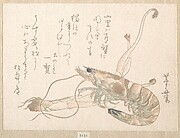 Shrimp and Udo Plant