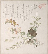 Cherry Blossoms and Yamabuki Flowers