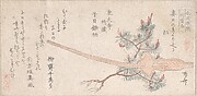 Young Pine Tree and Handle of a Plow