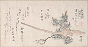 Young Pine Tree and the Handle of a Plow