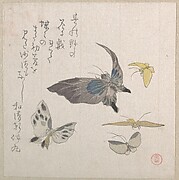 Butterflies