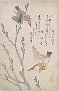 Kingfishers and Pussy-willow