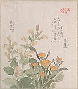 The Common Marigold and The Rajoman Flowers