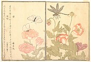 Butterfly and Dragonfly (Chō and Tonbo), from Picture Book of Selected Insects with Crazy Poems (Ehon Mushi Erabi)