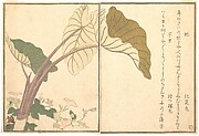 Horsefly and Green Caterpillar (Abu and Imomushi), from Picture Book of Selected Insects with Crazy Poems (Ehon Mushi Erabi)