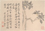 Cassia Tree