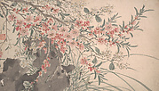 Garden Flowers