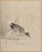 Bird at the Water's Edge