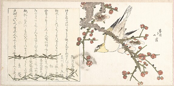 Bird Perching on a Palm Branch