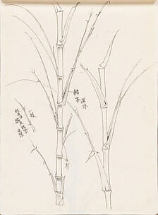 Bamboo