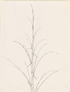 Bamboo