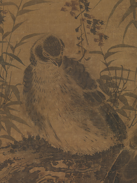 Two Hawks in a Thicket