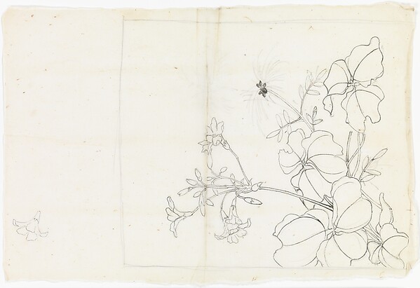 Flowering Plant