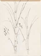 Bamboo