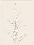 Bamboo