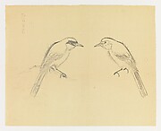 Mirror-images of a Bird