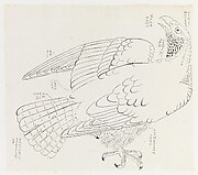 Hawk