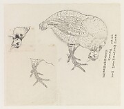Studies of a Bird