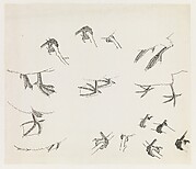Birds' Feet