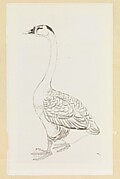 Goose