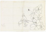 Flowering Plant
