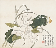 Lotus Flowers, Leaf from the Mustard Seed Garden Painting Manual, part 3

