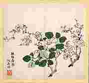 Branch with White Blossoms, after Shen Cunde (ca. 1573–ca. 1644), Leaf from the Ten Bamboo Studio Collection of Calligraphy and Painting


