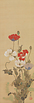Poppies
