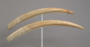 Pair of Walrus Tusks