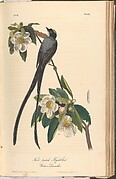 The Birds of America from Drawings Made in the United States