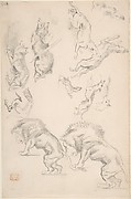 Studies of Animals