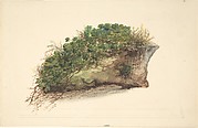 Study of a Piece of Turf