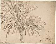 Study of a Palm Tree (recto); Mountain Landscape (verso)